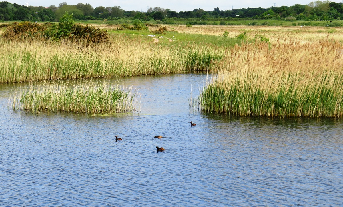 Dannysbirds Swillington Ings