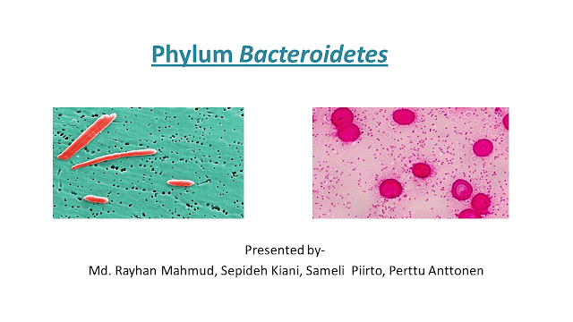 Phylum Bacteroidetes