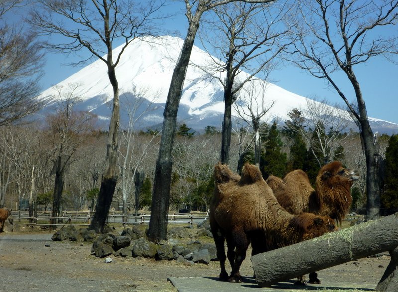 worldstallestpygmy Fuji Safari park