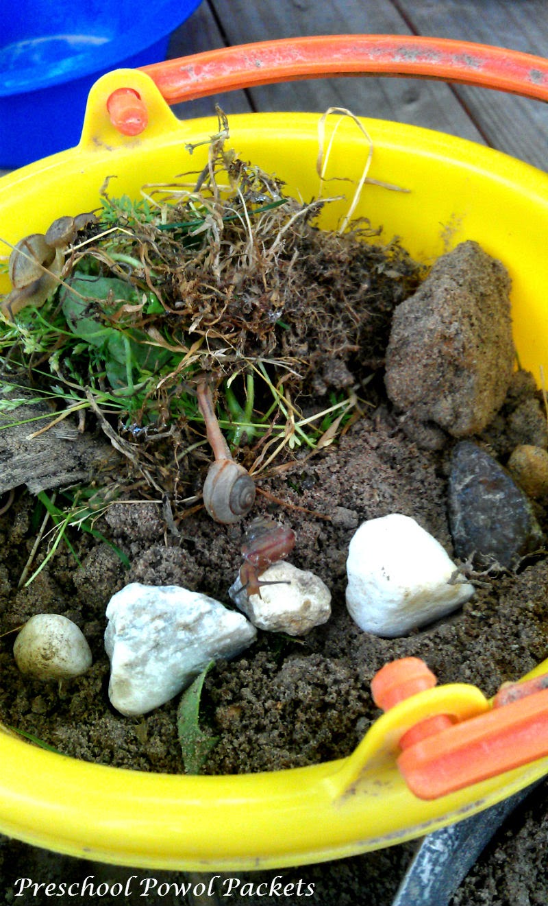 Make a Snail Habitat & Snail Anatomy | Preschool Powol Packets