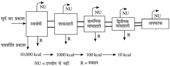 ECOSYSTEM