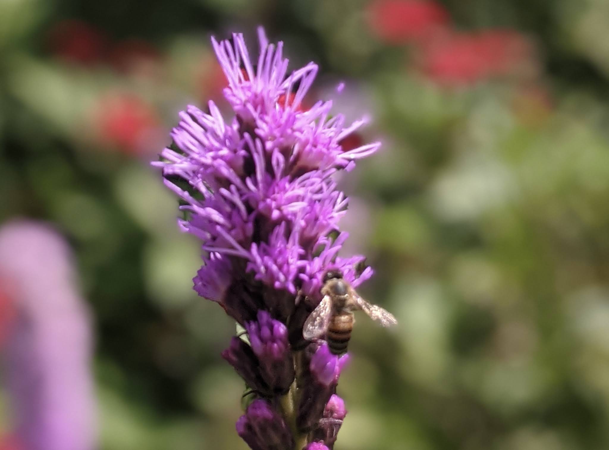 Beneficial Insects for the Garden Flamingo Gardens