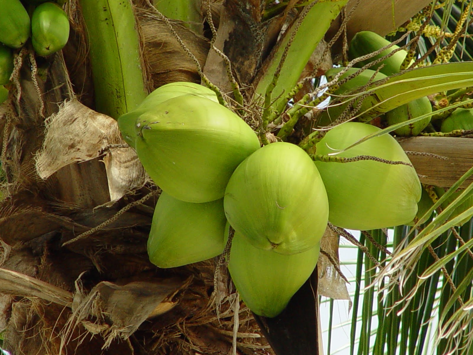 why we use coconut for pooja