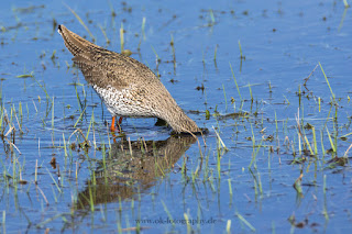 Wildlifefotografie Rotschenkel