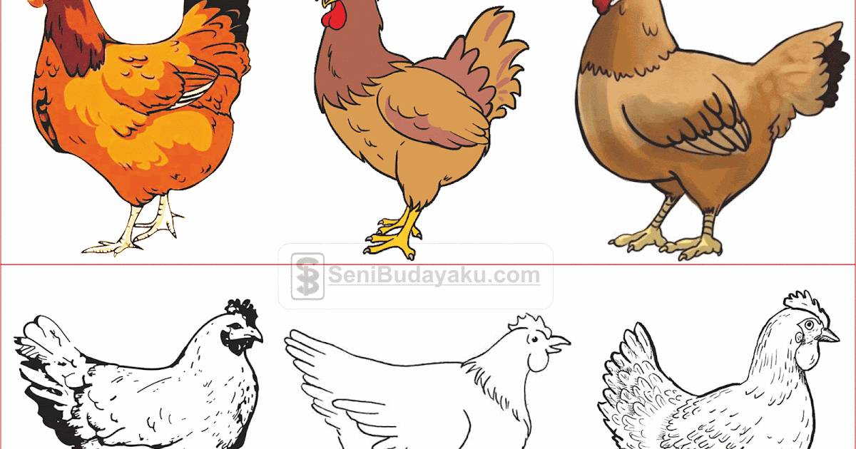15 Gambar Ayam Betina - Sugriwa Gambar