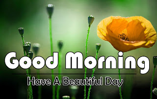 Beautiful-Good-Morning-4k-Images-Download-For-GF-Friend