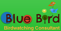 Blue Bird - Birdwatching Consultant
