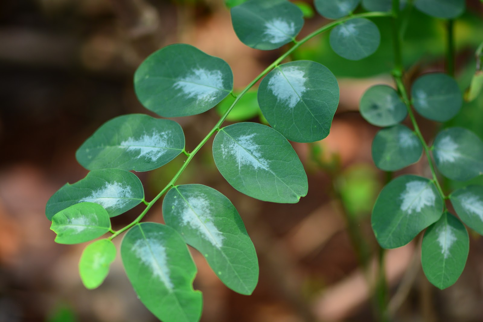 Katuk alias Sauropus androgynus (L.) Merr.