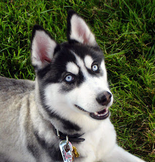 Mavi gözlü bir Haski (Sibirya kurdu). Haski gibi kuzeyli köpekler havlamaktan ziyade ulurlar.