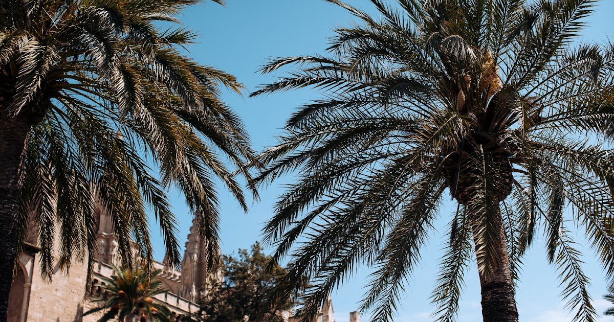 Mallorca Strand Sonne Und Abenteuer Pfefferminzgrun