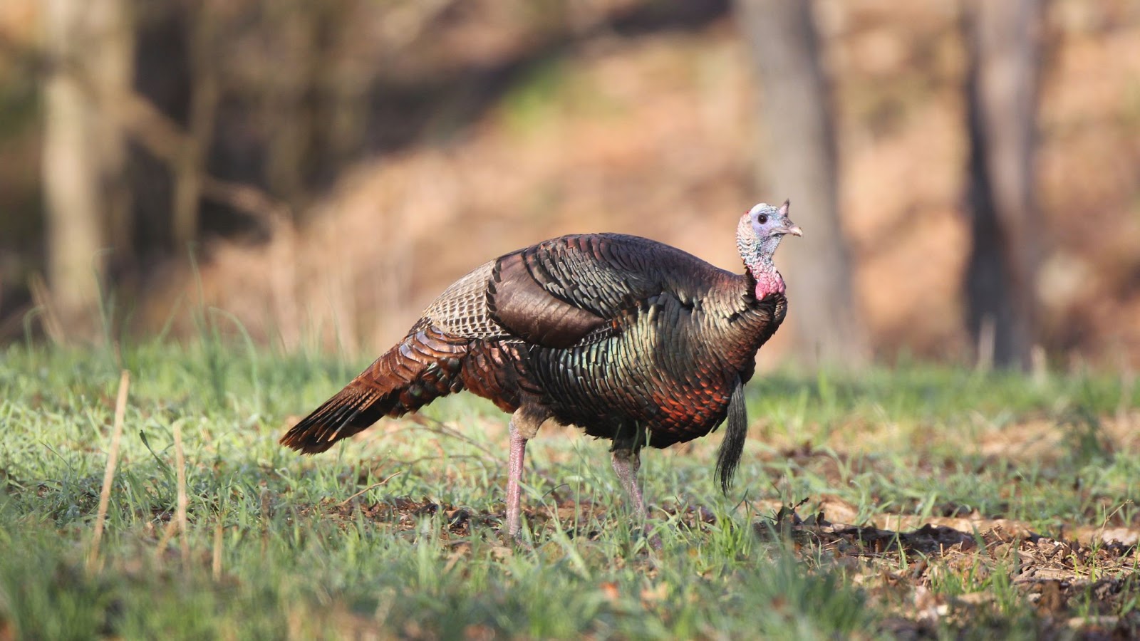Saline River Chronicle News Outdoors Arkansas turkey season concludes