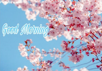 These Best 99+ Good Morning Images will make your day These Best 99+ Good Morning Images will make your day