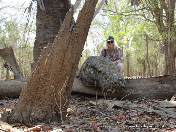 picture-taking with komodo dragon at Komodo Island in Indonesia picture-taking with komodo dragon at Komodo Island in Indonesia