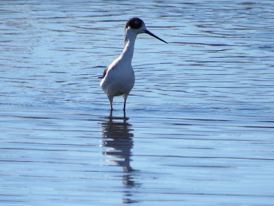 Sacramento National Wildlife Refuge California