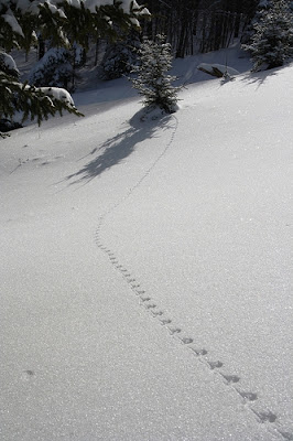 mouse tracks in the snow