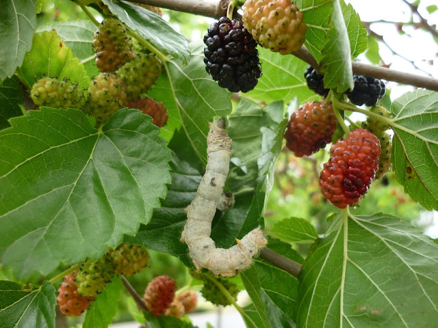 Silkworm moth caterpillar eating leaves from white mulberry