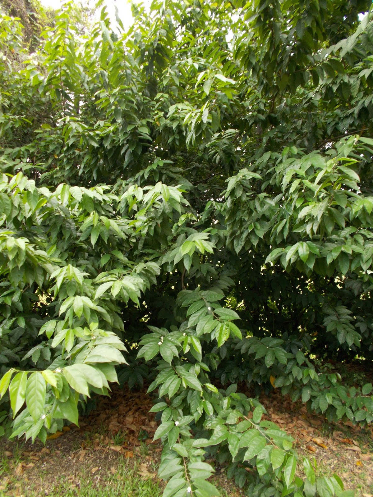 Plants found in Singapore Baphia nitida