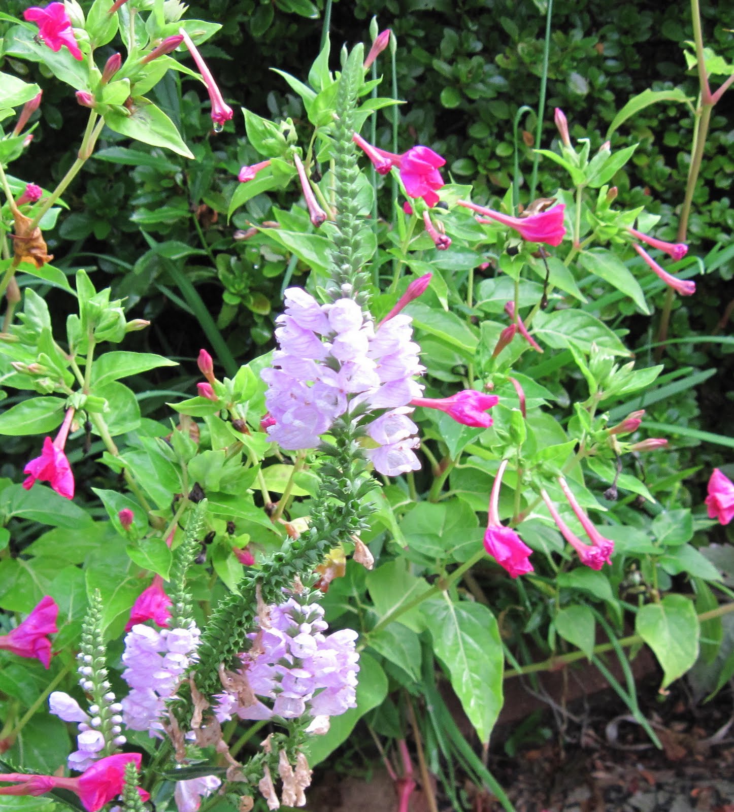 Central Virginia Organic Gardener August 2011