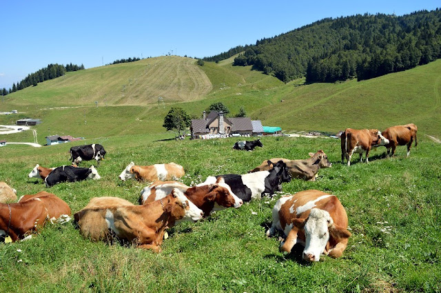 malghe asiago sentiero dei cippi