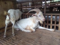 Kambing Saanen