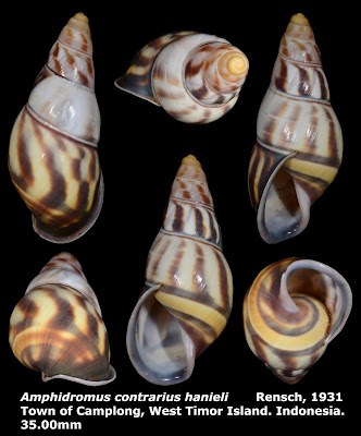 Amphidromus contrarius hanieli 35.00mm