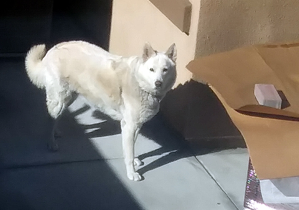 The White Shepherd staring towards my camera...on January 25, 2021. The White Shepherd staring towards my camera...on January 25, 2021.