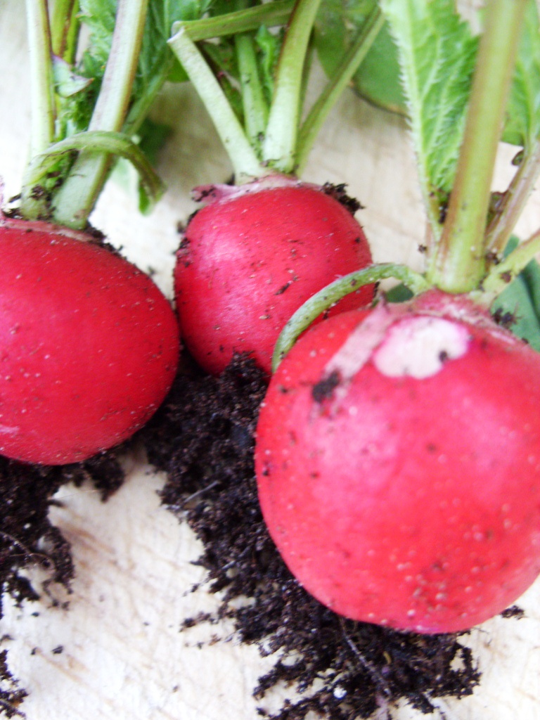 Kelli's Northern Ireland Garden May 2011