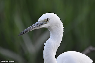 Martinet blanc (Egretta garzetta)