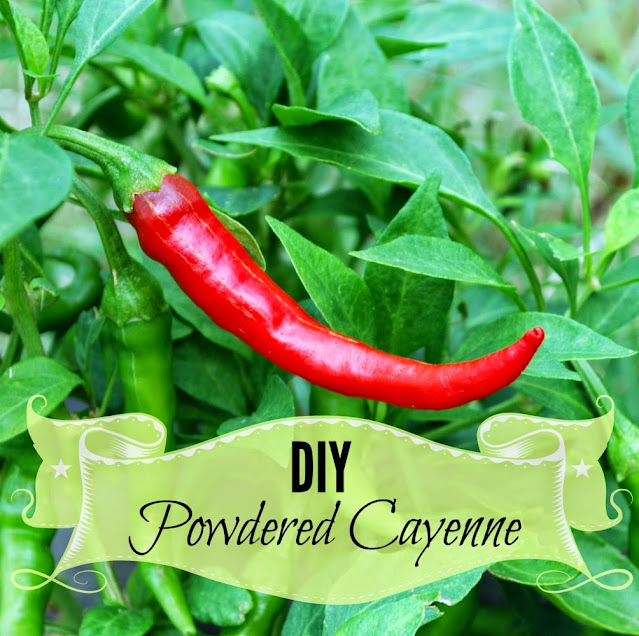 DIY Cayenne Pepper Powder Oak Hill Homestead