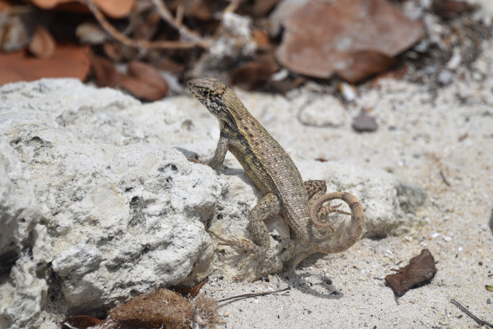 Visions From Key West
