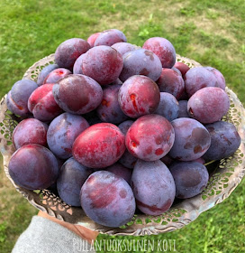 #luumu #luumupuu #luumupuusinikka #sadonkorjuu #harvest #harvesttime #plumharvest #plums