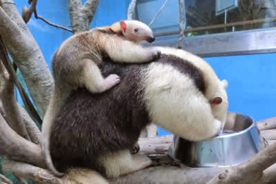 ミナミコアリクイの赤ちゃん誕生 可愛い きゃんつくばっと