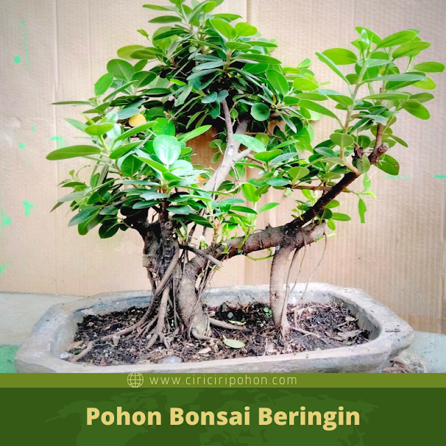 Ciri Ciri Pohon Bonsai Beringin