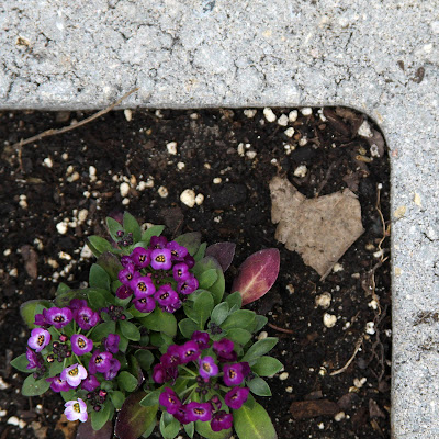 hearts, hearts in nature, messages from the universe, garden, sweet alyssum, flowers, spring, Anne Butera, My Giant Strawberry