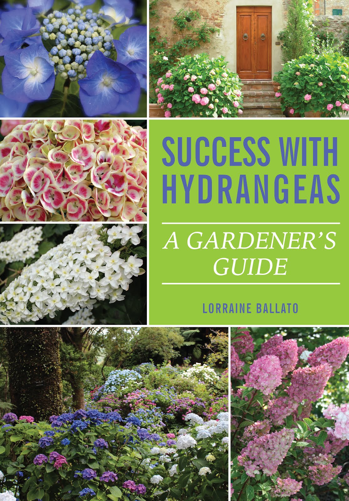 Success With Hydrangeas