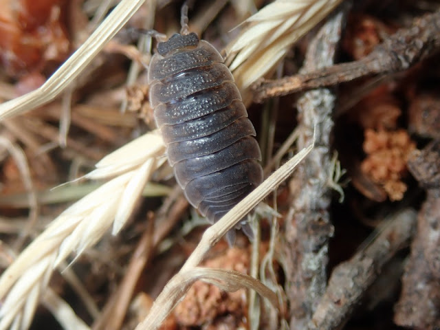 Porcellio scaber Porcellio scaber