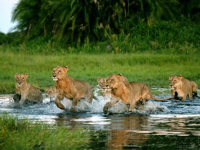 Fotos de Leões - Imagem de leão
