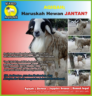 wajibkah menggunakan hewan jantan dalam aqiqah? aqiqah jogja