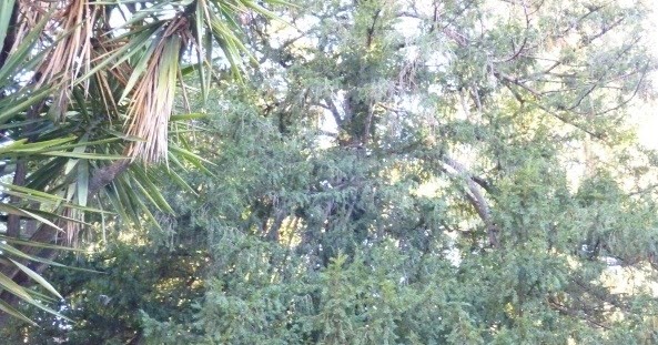 Pulmón Verde: JARDINES DE LA UNIVERSIDAD 4