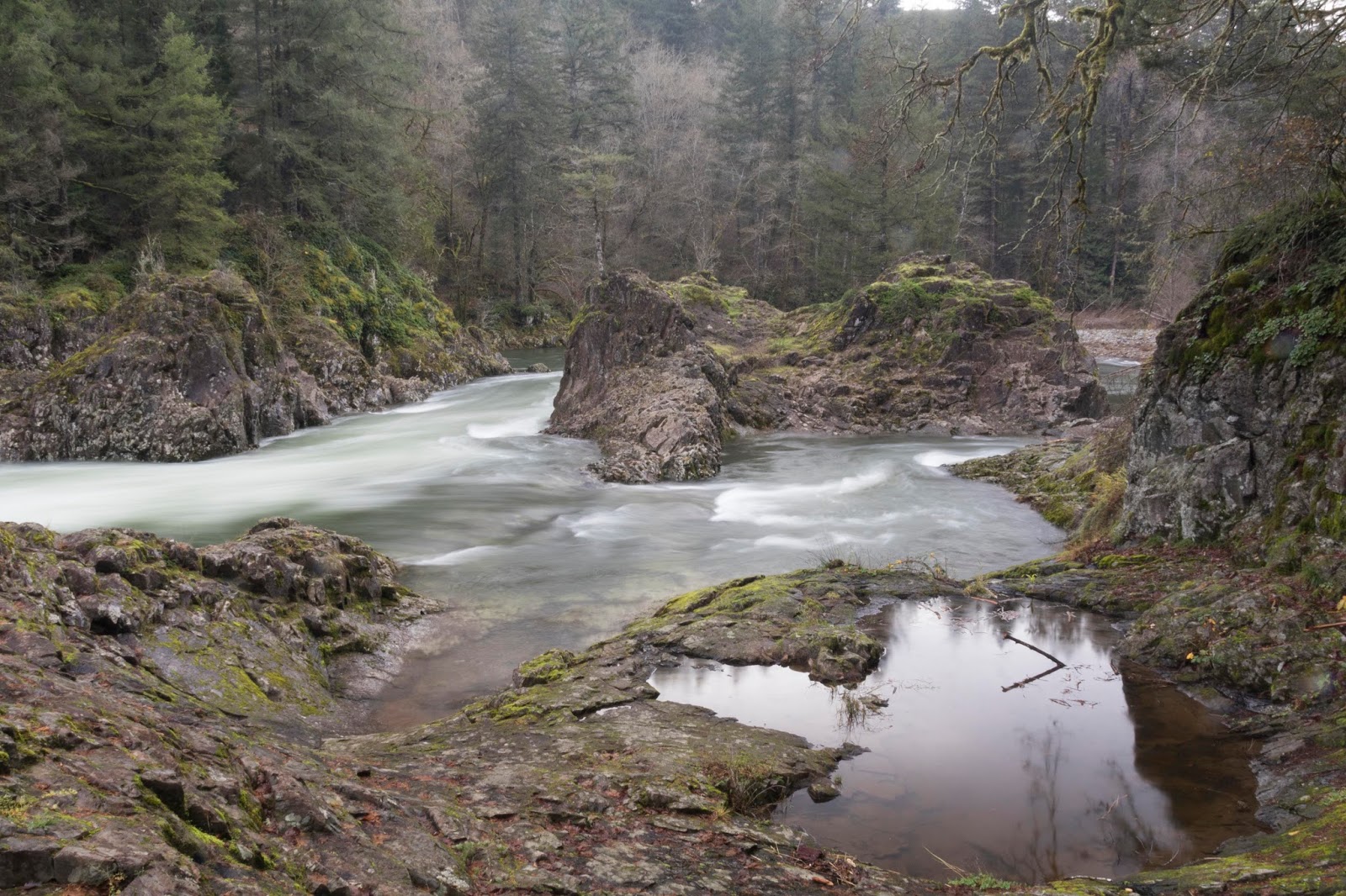 NWflora East Fork Lewis River, SW Washington