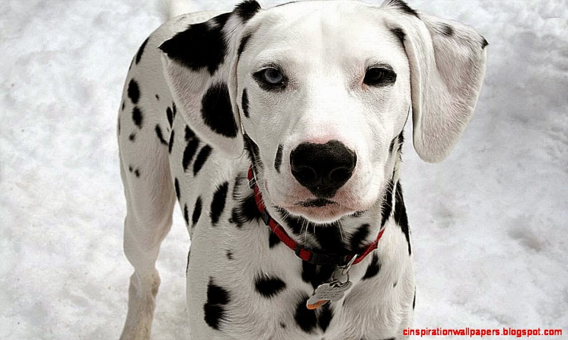 Dalmatian   Dog Breed Profile