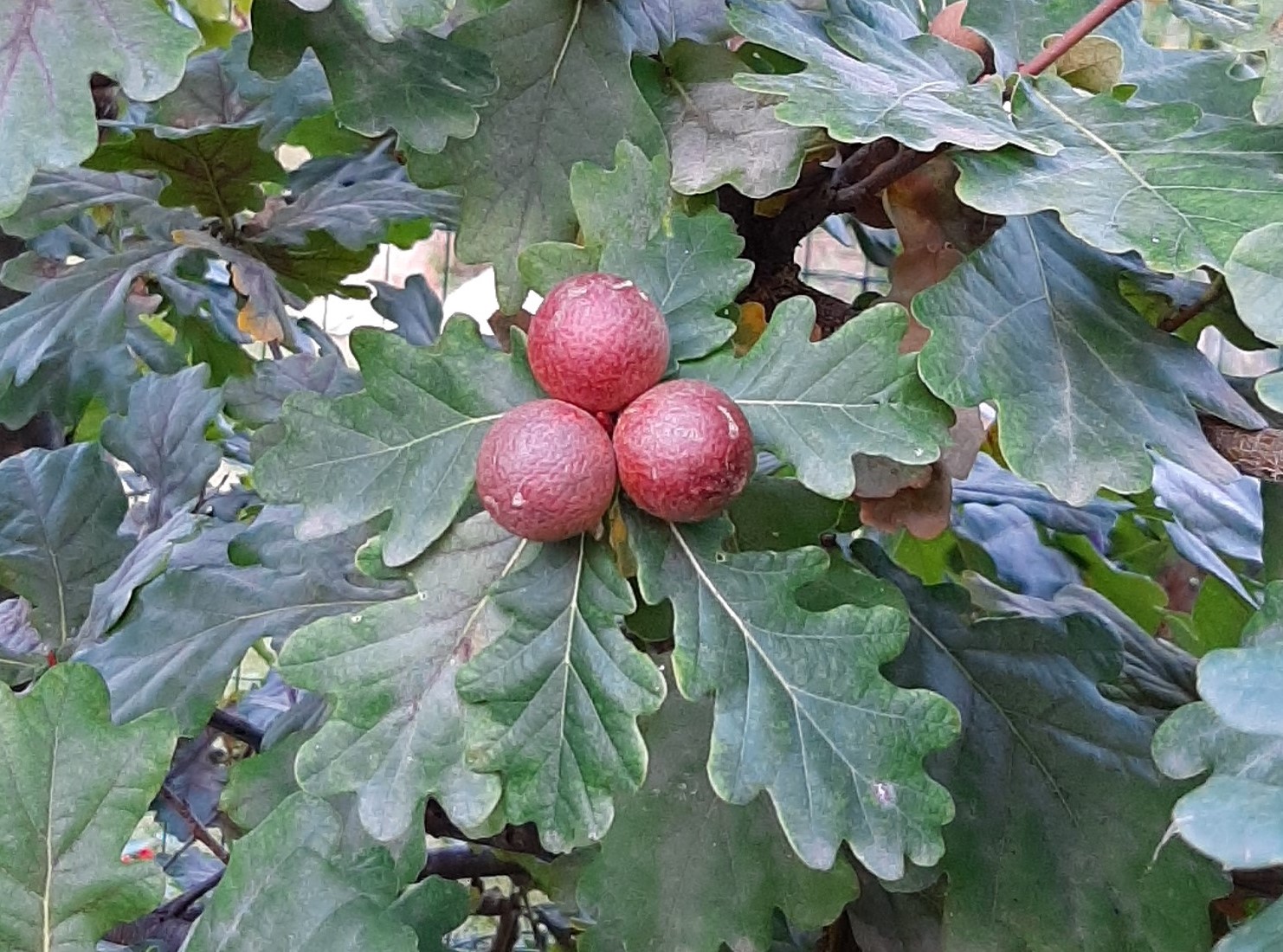 Cagliari In Verde Le Galle Della Quercia Inglese