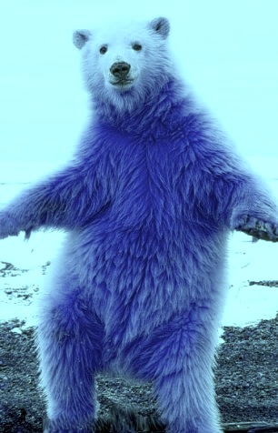 Lair of the Blue Bear Lair of the Blue Bear