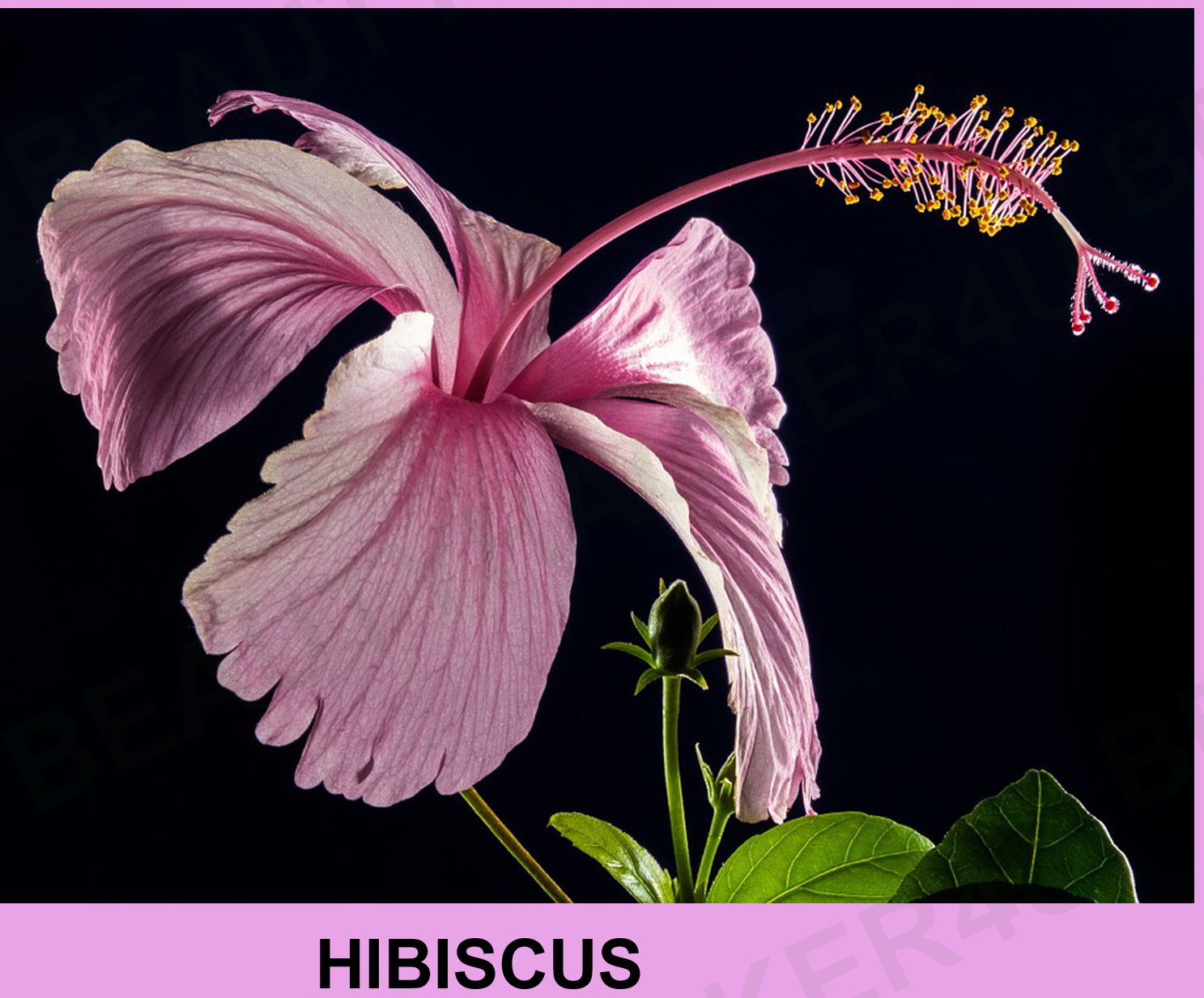 Variety Blog for the variety veiwers,like beauty,entertainment etc. Best Home remedies for hair