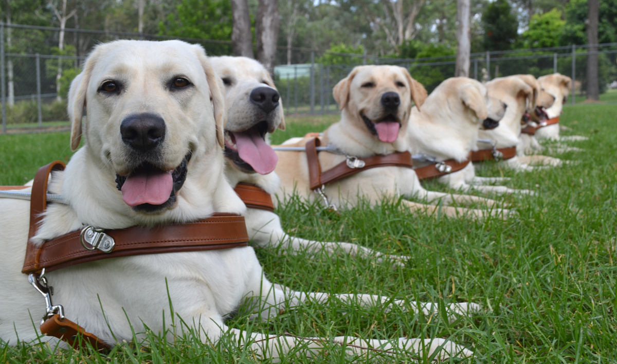 Guide Dogs NSW ACT Graduation Day 2016 December 6 Australian Dog Lover Guide Dogs NSW ACT Graduation Day 2016 December 6 Australian Dog Lover