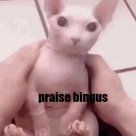 bingus.jpg