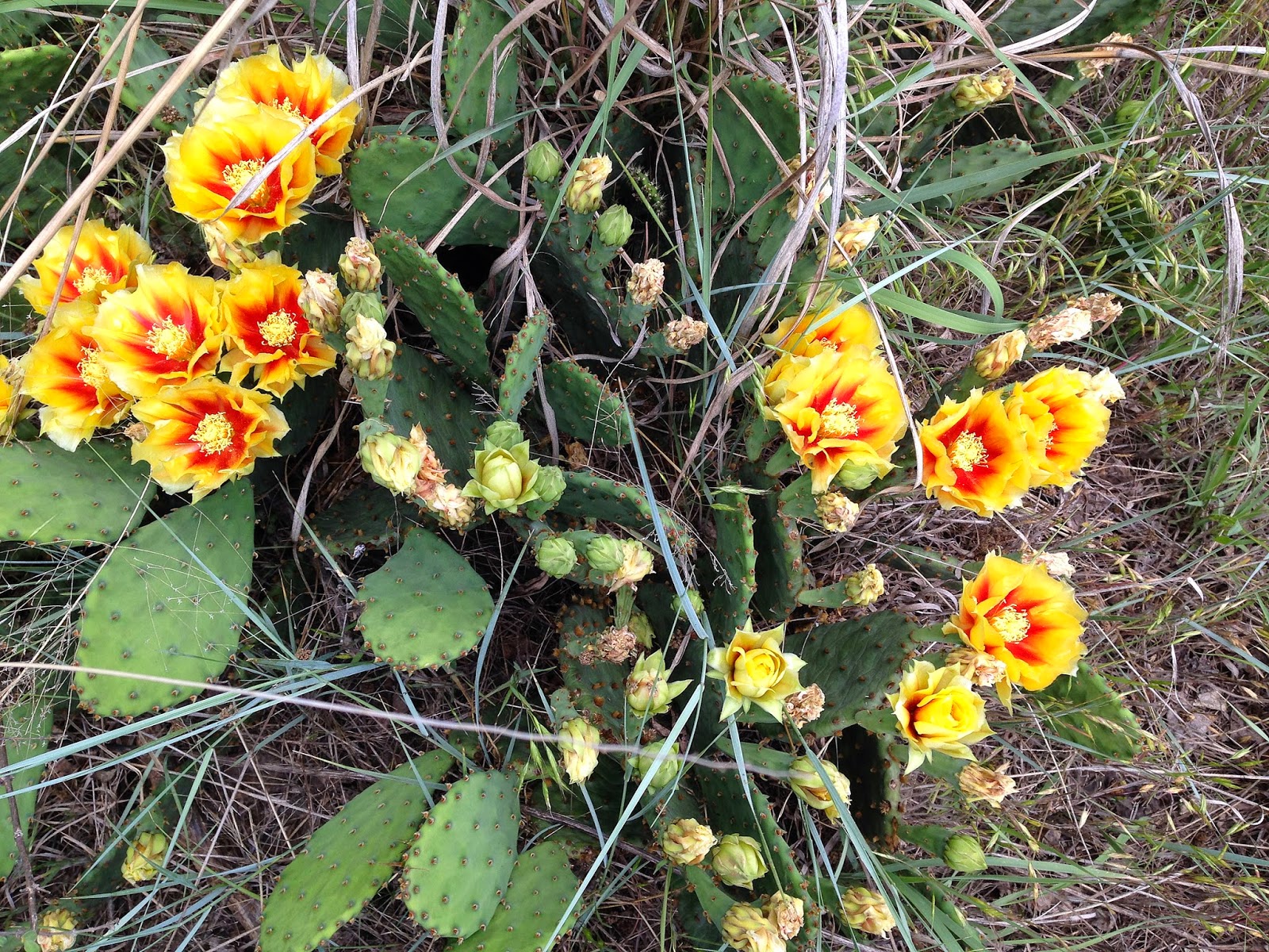 kansas wildflowers Cacti