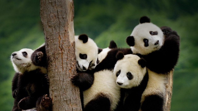 Ultimate Guide on Chengdu Panda Tour Guide 2019
