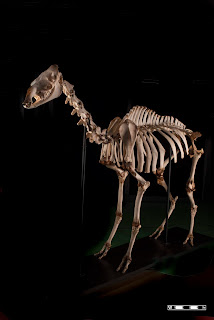 Çift hörgüçlü deve iskeleti