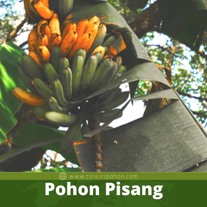 Pohon Pisang